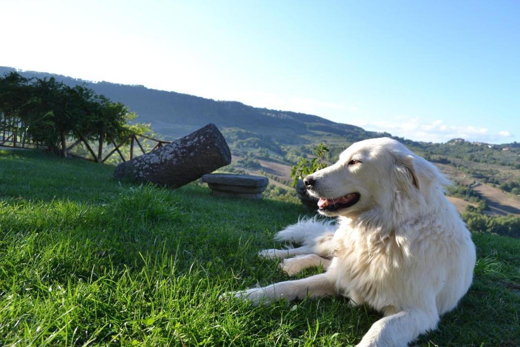 Agriturismo Lapone Orvieto Eksteriør billede